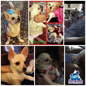 True-Blue-Animal-Rescue-2015-Lupita